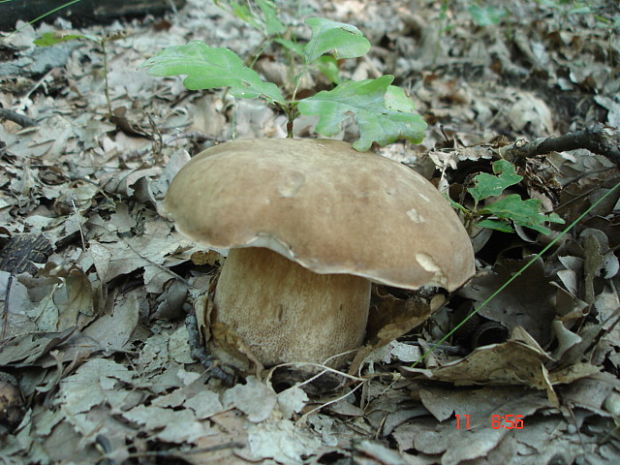 hríb dubový Boletus reticulatus Schaeff.