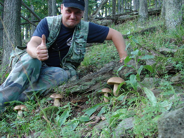 hríb dubový Boletus reticulatus Schaeff.