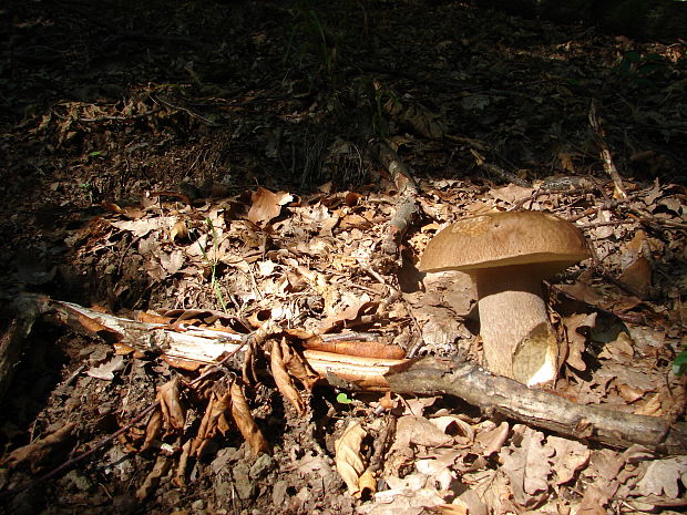 hríb dubový Boletus reticulatus Schaeff.