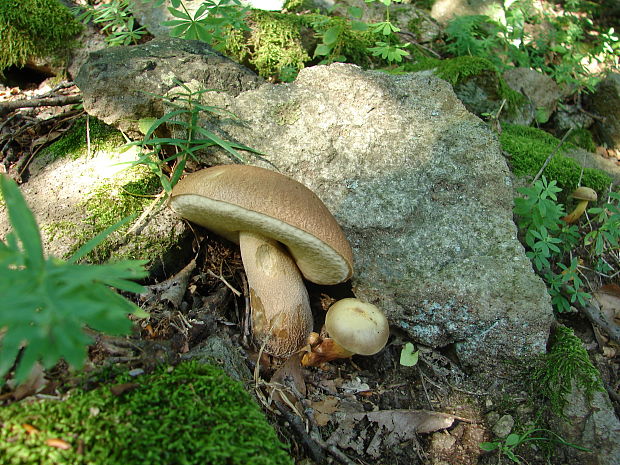 hríb dubový Boletus reticulatus Schaeff.