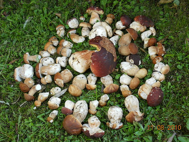 hríb  Boletus sp.