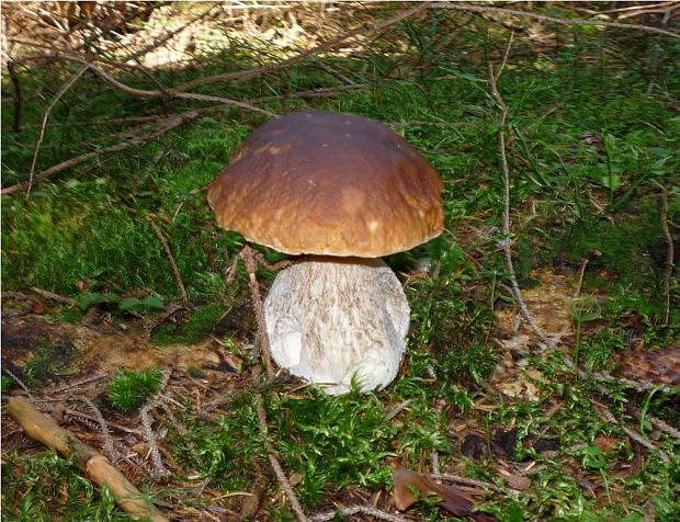 hríb Boletus sp.