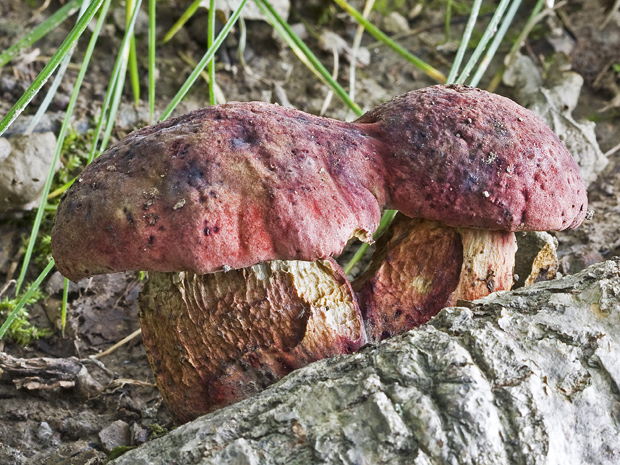 hríb Boletus sp.