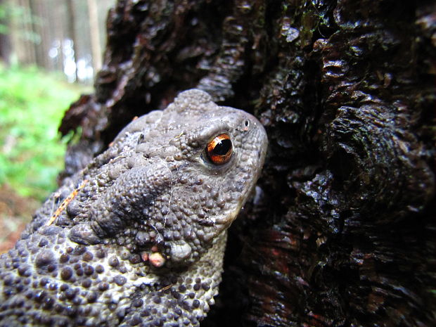 ropucha bradvičnatá Bufo Bufo