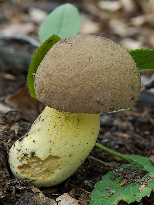 hríb príveskatý Butyriboletus appendiculatus (Schaeff. ex Fr.) Secr.