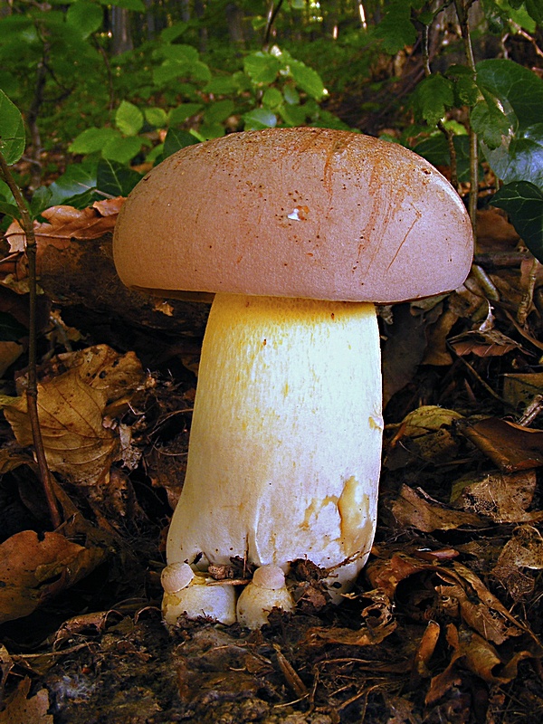 hríb nádherný Butyriboletus fuscoroseus (Smotl.) Vizzini & Gelardi