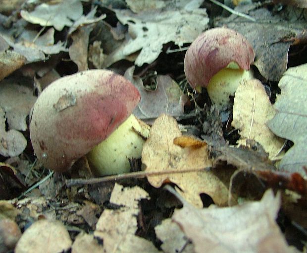 hríb kráľovský Butyriboletus regius (Krombh.) D. Arora & J.L. Frank