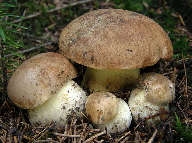 hríb horský Butyriboletus subappendiculatus (Dermek, Lazebn. & J. Veselský) D. Arora & J.L. Frank