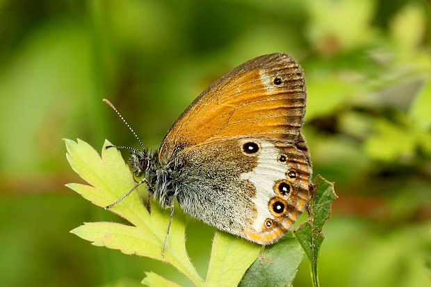 očkáň medničkový Coenonympha arcania