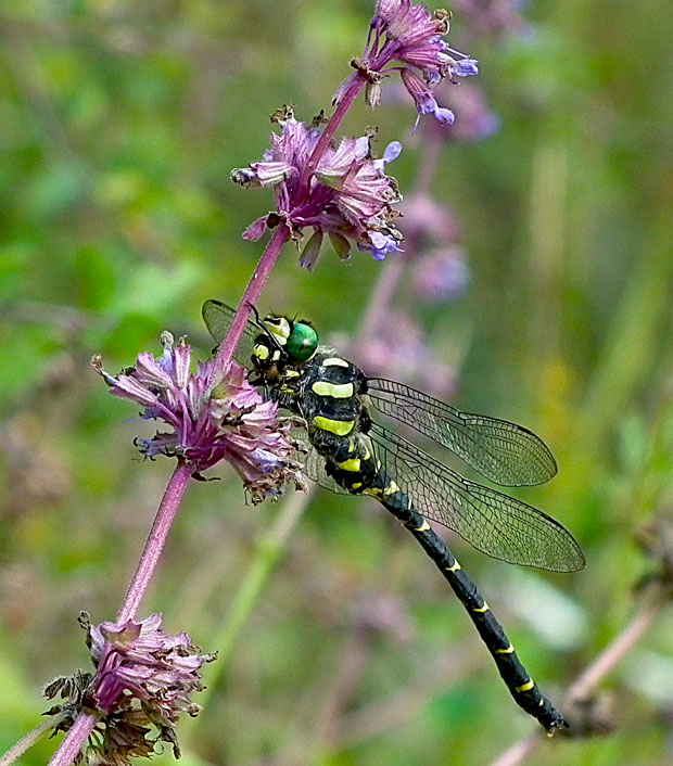 pásikavec Cordulegaster bidentata