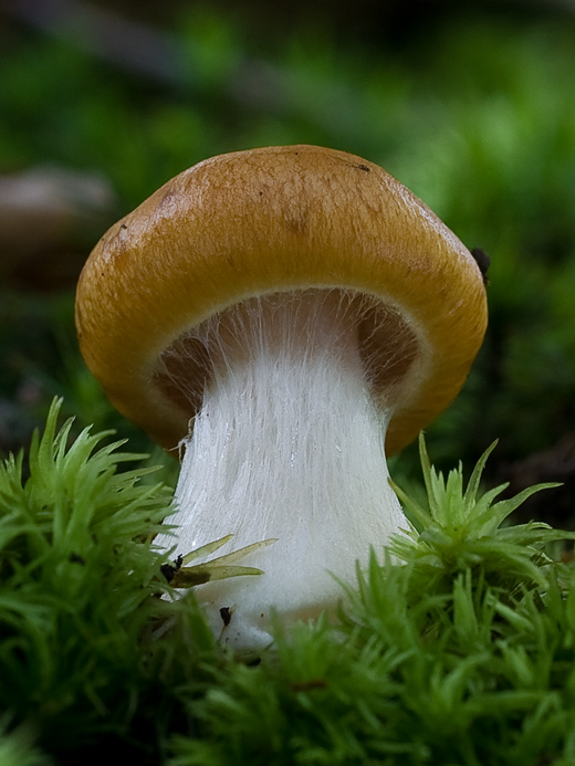 pavučinovec Cortinarius sp.