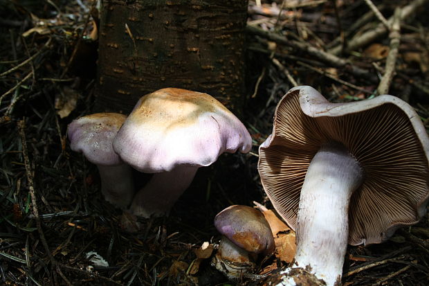 pavučinovec Cortinarius sp.