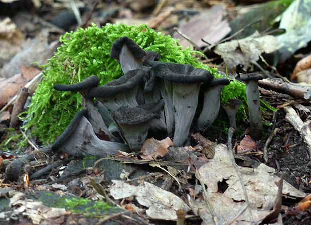 lievik trúbkovitý Craterellus cornucopioides (L.) Pers.