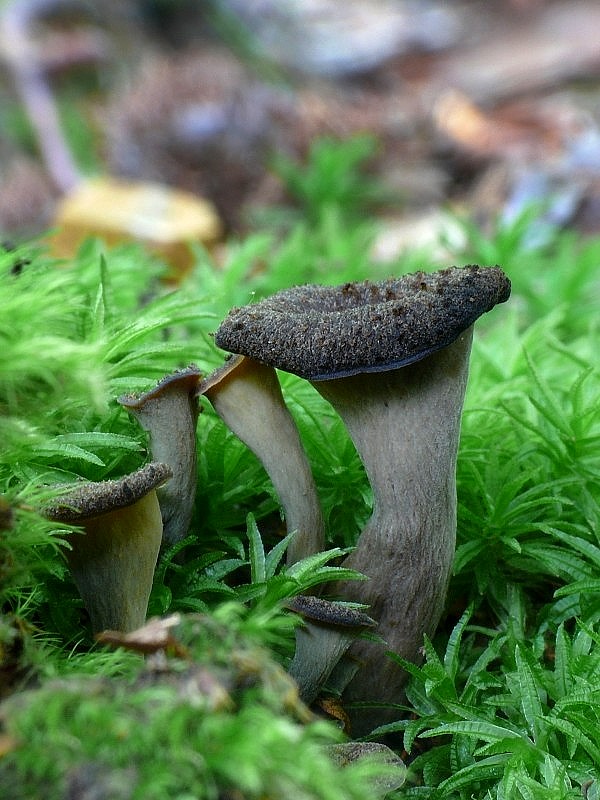 lievik trúbkovitý Craterellus cornucopioides (L.) Pers.