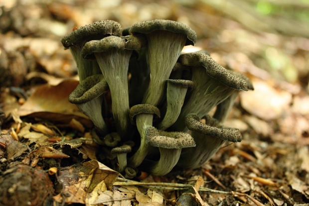 lievik trúbkovitý Craterellus cornucopioides (L.) Pers.