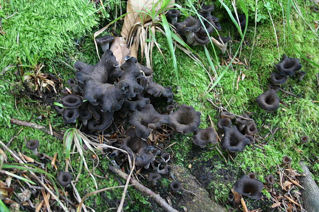 lievik trúbkovitý Craterellus cornucopioides (L.) Pers.