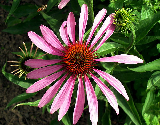 echinacea purpurová Echinacea purpurea (L.) Moench