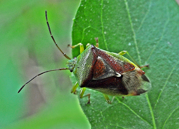 bzdocha Elasmostethus intertinstus