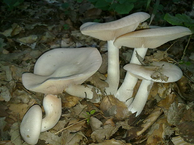 hodvábnica veľká Entoloma sinuatum (Bull.) P. Kumm.