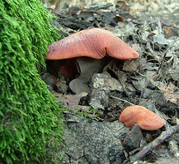 pečeňovec dubový Fistulina hepatica (Schaeff.) With.