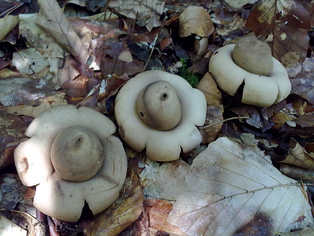 hviezdovka Geastrum sp.