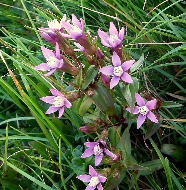 horček fatranský Gentianella fatrae (Borbás) Holub