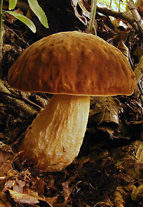 hríb jamkatý Hemileccinum depilatum (Redeuilh) Šutara