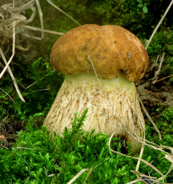 kozák žltopórový Leccinellum crocipodium (Letell.) Della Maggiora & Trassinelli