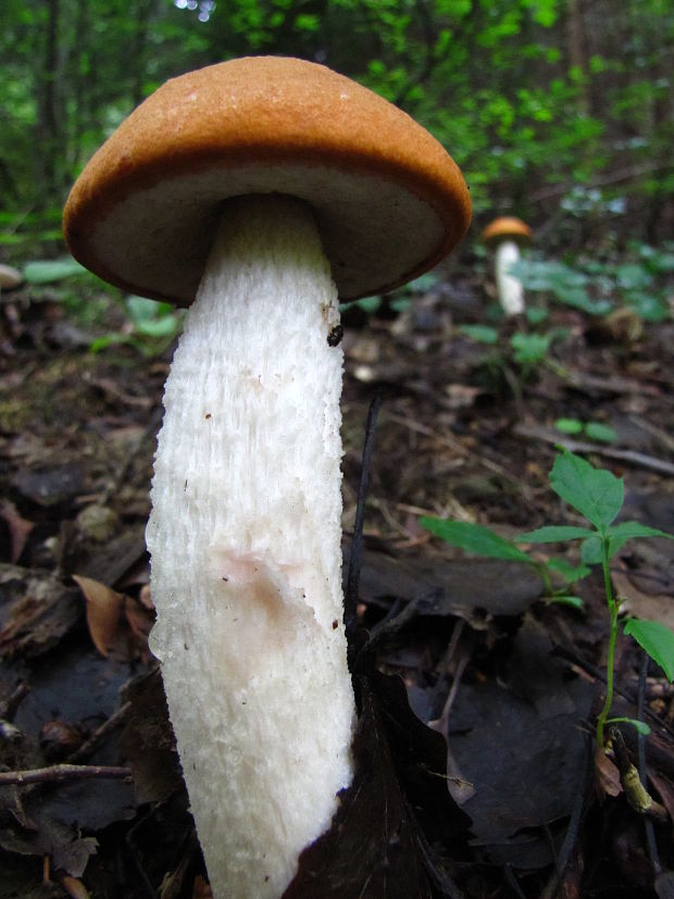 kozák osikový Leccinum albostipitatum den Bakker & Noordel.