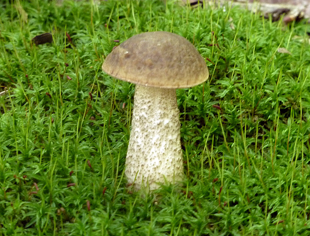 kozák hrabový Leccinum pseudoscabrum (Kallenb.) Šutara