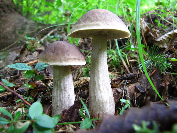 kozák hrabový Leccinum pseudoscabrum (Kallenb.) Šutara