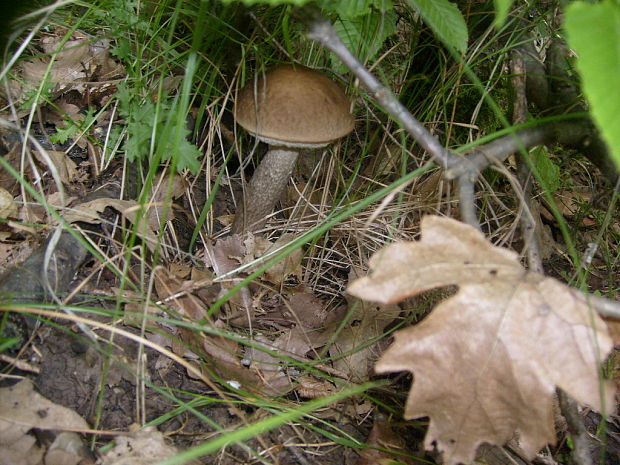 kozak hrabovy Leccinum pseudoscabrum (Kallenb.) Šutara