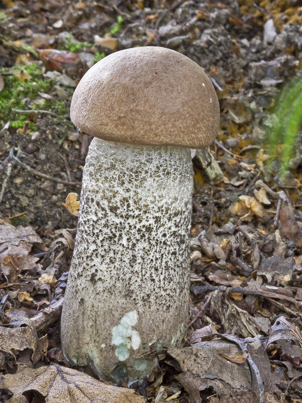 kozák brezový Leccinum scabrum (Bull.) Gray