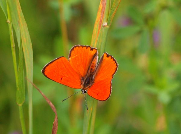 ohniváčik veľký Lycaena dispar