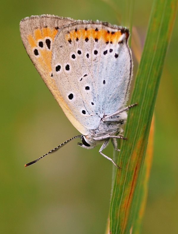 ohniváčik veľký Lycaena dispar