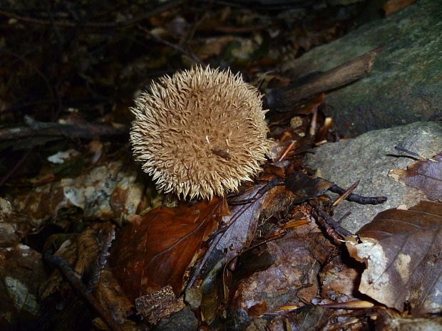 prášnica pichliačová Lycoperdon echinatum Pers.