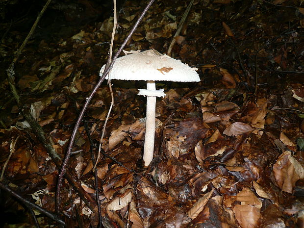 bedľa vysoká Macrolepiota procera (Scop.) Singer