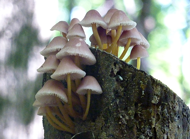 prilbička žltohlúbiková Mycena renati Quél.