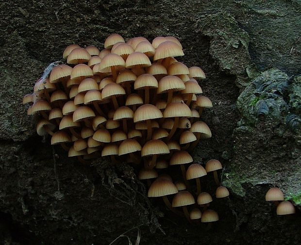 prilbička žltohlúbiková Mycena renati Quél.