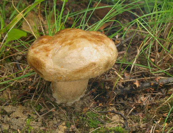 čechračka podvinutá Paxillus involutus (Batsch) Fr.