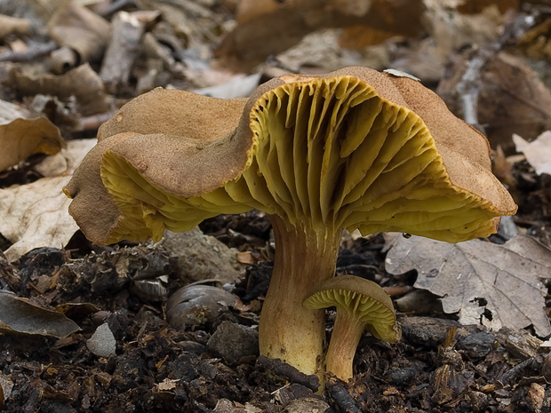 lupeňopórovec hnedožltý Phylloporus pelletieri (Lév.) Quél.