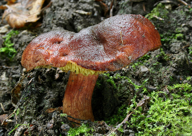 lupeňopórovec červenožltý Phylloporus rhodoxanthus (Schwein.) Bres.