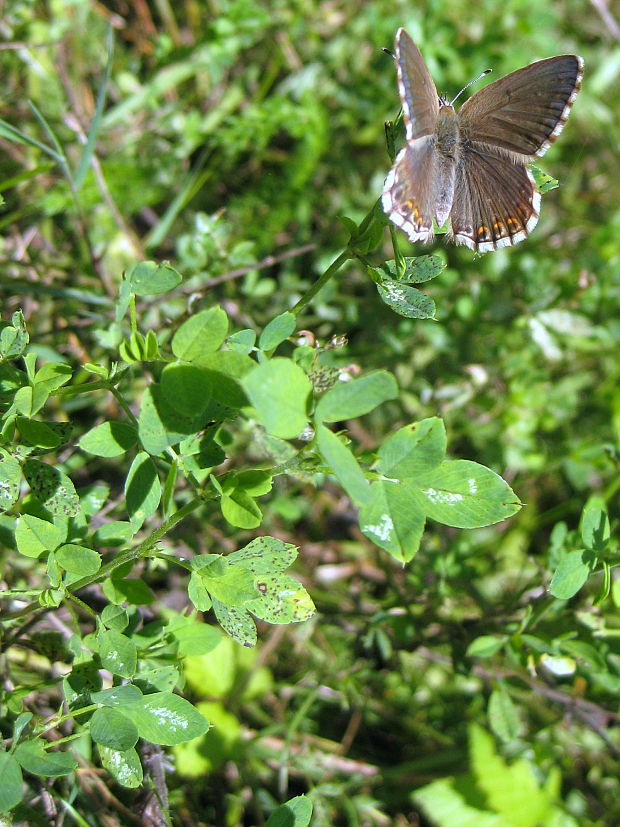 modráčik ďatelinový Polyommatus bellargus Rottemburg, 1775