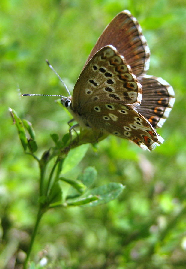 modráčik ďatelinový Polyommatus bellargus Rottemburg, 1775