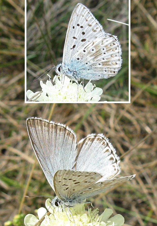 modráčik vikový Polyommatus coridon