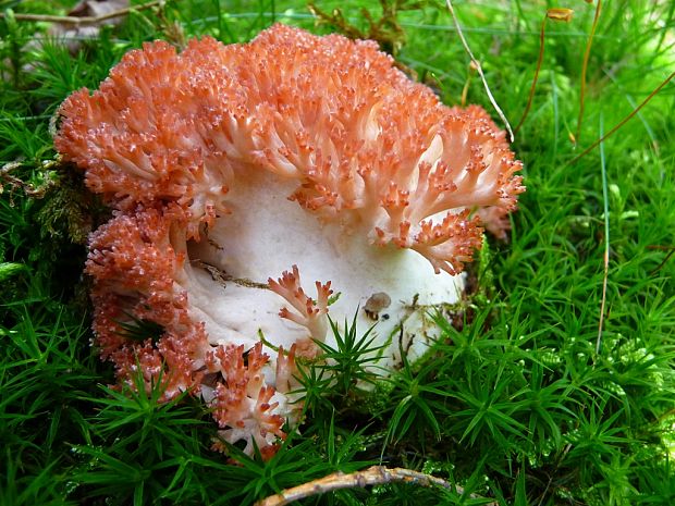 strapačka koralovitá Ramaria botrytis (Pers.) Ricken