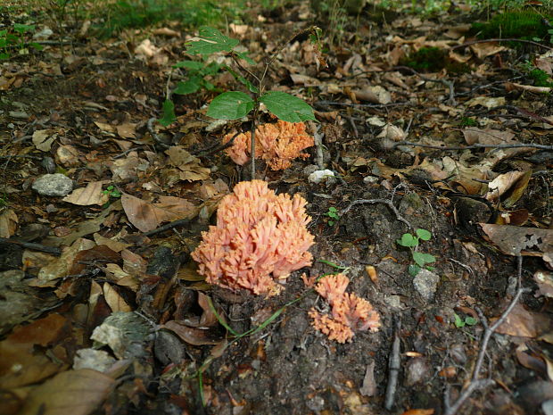 strapačka Ramaria sp.