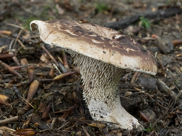 jelenkovec škridlicovitý Sarcodon imbricatus (L.) P. Karst.