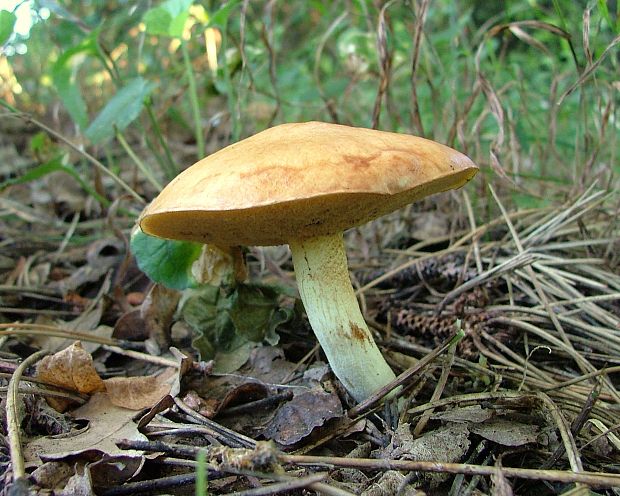 masliak zrnitý Suillus granulatus (L.) Roussel