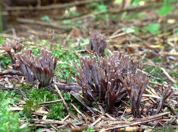 plesňovka smradľavá Thelephora palmata (Scop.) Fr.